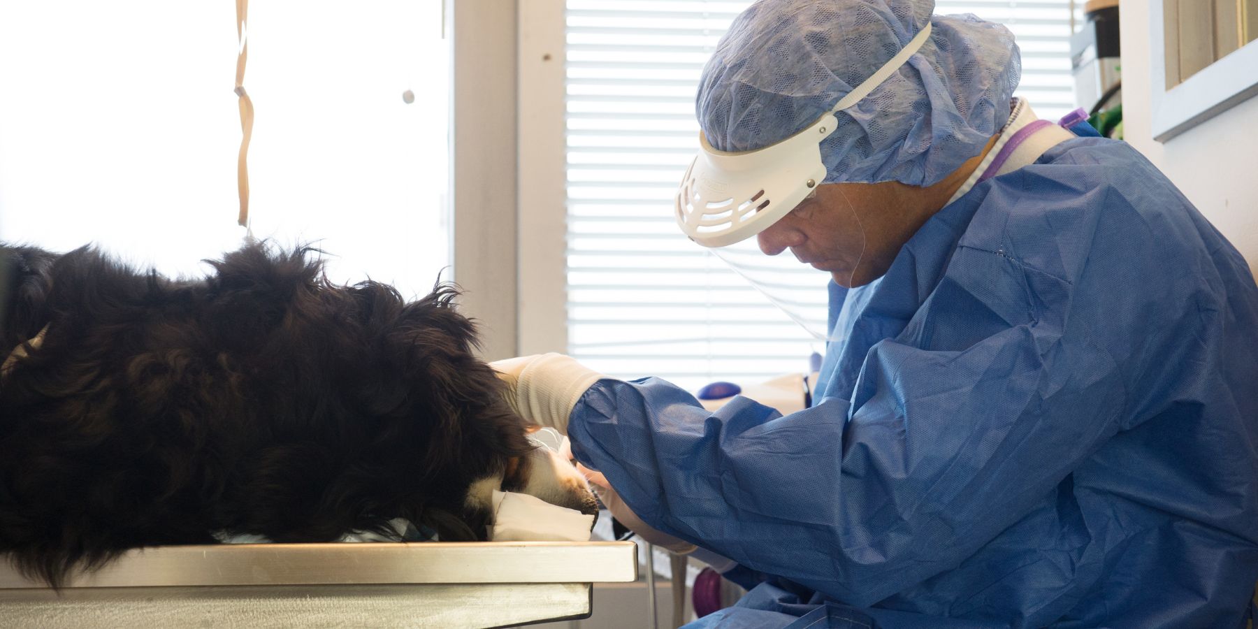 Navigating the World of Professional Canine Dental Care