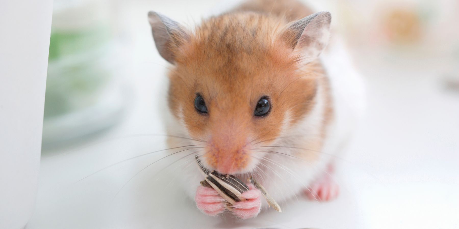 What Do Dwarf Hamsters Love the Most?